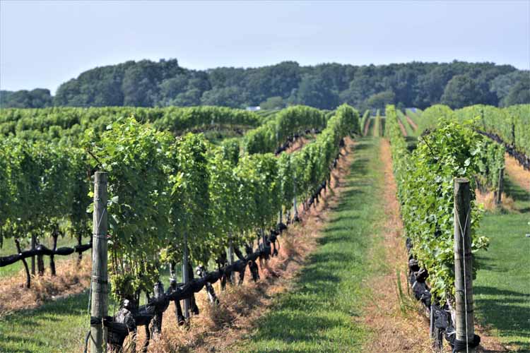 wine vineyard